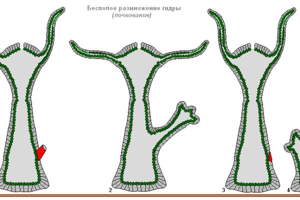 Ссылка на kraken для tor