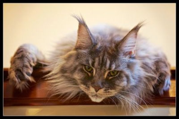 Kraken ссылка kraken clear com