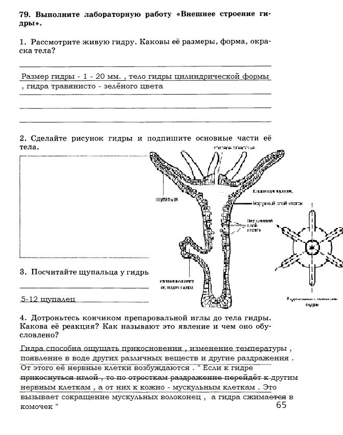 Мега сайт анонимных покупок для айфона