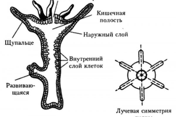 Что будет за перевод денег на мегу