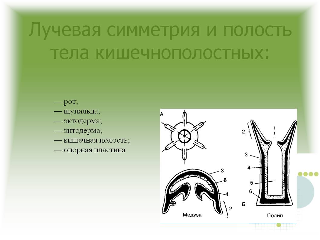 Кракен тор ссылка магазин